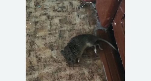 Дезинфекция от мышей в Чапаевске