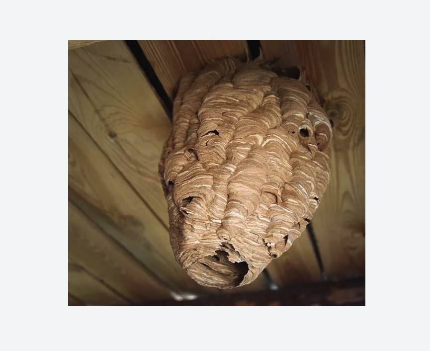 обработка от шершней в Чапаевске