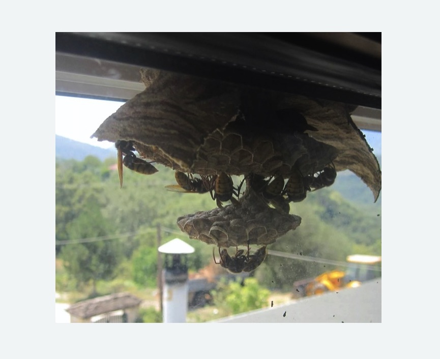 Уничтожение гнёзд шершней в Чапаевске