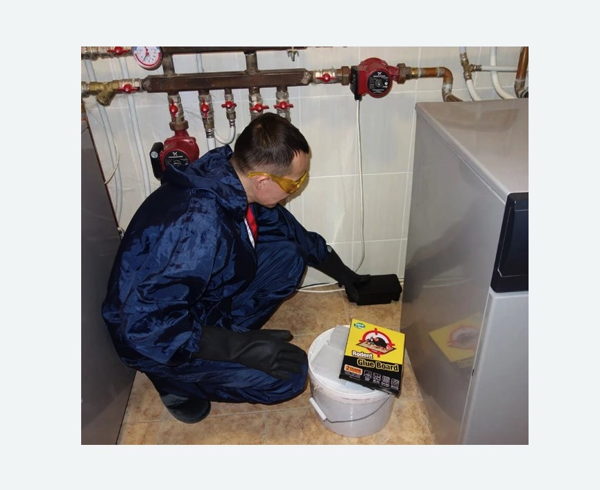 Уничтожение крыс в Чапаевске