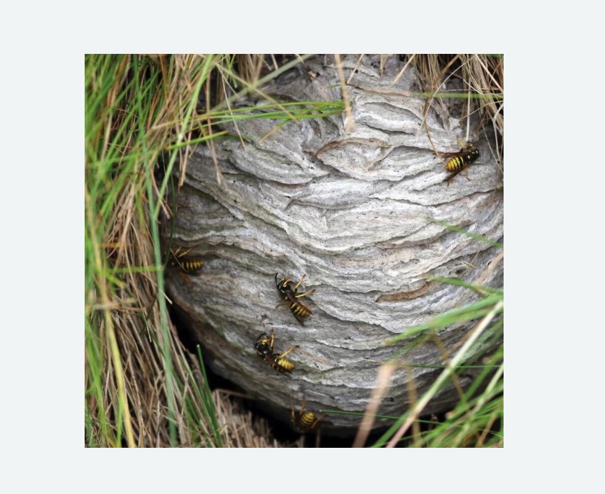 Уничтожение ос и ульев в Чапаевске